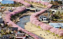 Ngắm hoa đào nhuộm hồng cả thị trấn Nhật