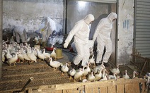 87 người Trung Quốc thiệt mạng vì cúm gia cầm H7N9