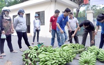 Bạn trẻ 'giải cứu' hàng chục tấn chuối giúp nông dân