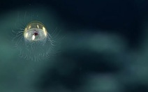 Lộ diện loài sứa tuyệt đẹp dưới lòng biển sâu