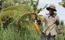 Người ĐBSCL bớt trồng lúa để đối phó hạn mặn