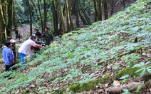 Bắt cán bộ quản lý rừng vụ trộm 500 gốc sâm Ngọc Linh