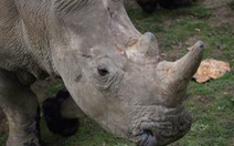 Pháp: Tê giác quý hiếm bị bắn chết, cưa sừng ngay trong sở thú