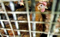 ​Bùng phát dịch cúm gia cầm H5N1 ở miền bắc Malaysia