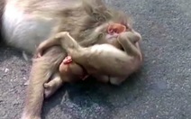 Rơi nước mắt cảnh khỉ con khóc ôm xác mẹ