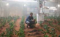 ​Con người có thể trồng thành công khoai tây trên sao Hỏa