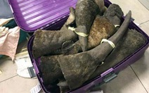 100 kg nghi sừng tê giác nhập khẩu vào Nội Bài