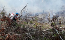 ​Cháy rừng phòng hộ Phú Quốc