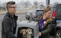 Thoát phận 'cầy tơ', 46 chú chó Hàn đi Mỹ định cư
