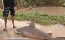 Bão cuốn cá mập dài 1,5m lên bờ ở Úc