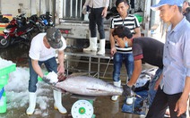 Ngư dân trúng đậm cá ngừ đại dương ở Hoàng Sa, Trường Sa