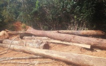 'Lâm tặc chở nhà báo đưa tin phá rừng'