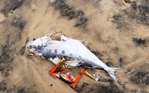 Xuất hiện cá chết tại bờ biển Kỳ Anh