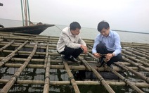 Hàu chết hàng loạt tại Quảng Ninh, thiệt hại hơn 80 tỉ đồng