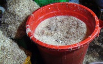 Bắt 2 cơ sở 'tắm' hóa chất cho bắp chuối ở chợ đầu mối