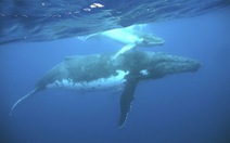 ​Phát hiện phương thức giao tiếp bí mật của loài cá voi lưng gù