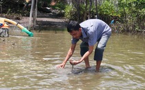 Kiên Giang: Dân thiệt hại nặng vì hải sản chết bất thường