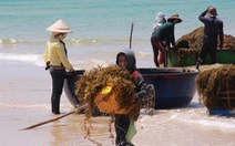 Đến Quảng Ngãi xem ngư dân hái 'lộc biển'