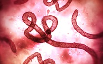 ​WHO cảnh báo nguy cơ bùng phát Ebola trở lại ở Congo