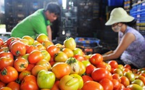 Cà chua - siêu thực phẩm phòng chống ung thư