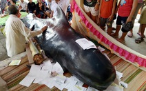 ​Thêm một cá voi chết dạt vào bờ biển Quảng Ngãi