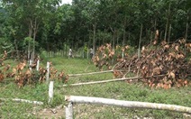 Phú Yên điều tra vụ phá hoại hàng trăm cây cao su