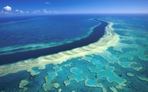 ​Rạn san hô Great Barrier lớn nhất Australia đang "kêu cứu"