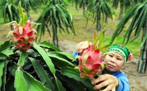 ​Rau quả tươi Việt Nam vẫn khó tiếp cận thị trường Nhật