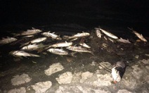 Hà Nội: Cá chết hàng loạt trên hồ Đống Đa
