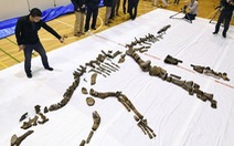 ​Phát hiện hóa thạch bộ xương khủng long hoàn thiện lớn nhất