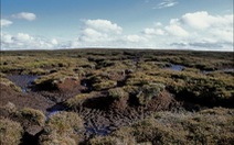 ​Các đầm than bùn bị khô cạn có thể khiến trái đất nóng nhanh hơn