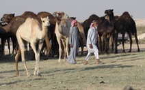 Cô lập Qatar: chơi đòn 'trục xuất' lạc đà và cừu