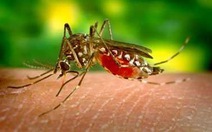 Hàng ngàn ca sốt xuất huyết ở Tây Nam Bộ