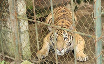 Chưa gia hạn giấy phép cho trại nuôi hổ ở Xuân Tín