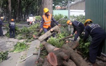 Cắt tỉa cây xanh nên làm ban đêm