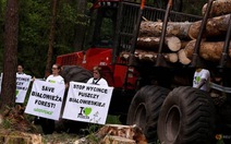 EU kiện Ba Lan ra tòa vì phá rừng