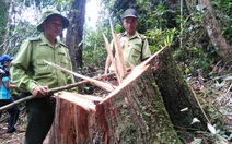 Vụ phá rừng pơmu: khởi tố nguyên đồn phó đồn biên phòng