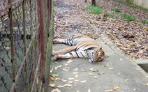 Không gia hạn giấy phép cho trại nuôi hổ ở xã Xuân Tín