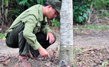 242 cây rừng bị đầu độc ở Đồng Nai