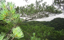 ​Bảo tồn 2 loài cây quý hiếm ở Khu bảo tồn thiên nhiên Pù Luông