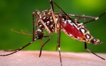 Hà Nội bắt đầu phun hóa chất diện rộng để diệt muỗi
