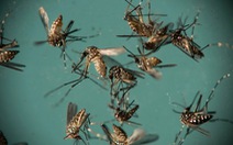 ​Công bố chi tiết về loại muỗi Aedes đang gây dịch sốt xuất huyết