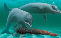 ​Bí ẩn về loài cá heo "mini" không răng sống cách đây 30 triệu năm