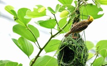 Góc ảnh lữ hành: Kiệt tác xây tổ của chim dòng dọc