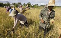 ​Chính phủ Campuchia lên kế hoạch đẩy mạnh xuất khẩu gạo