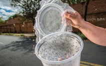 ​Brazil thả hàng triệu con muỗi mang vi khuẩn ngừa sốt xuất huyết
