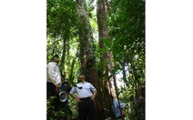 Chi dịch vụ môi trường để giữ rừng