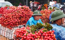 Hành trình quả vải