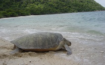 Những người bảo vệ rùa biển ở Côn Đảo