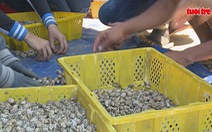 Phú Yên: Ốc hương tăng giá mạnh